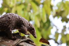 A pangolin covered in scales crouches on a branch, with blurred green foliage in the background.