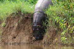 A hippopotamus partially submerged in water drinks from a muddy riverbank covered in lush green grass.