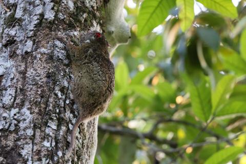 A tarsier with bright red eyes clings to a tree trunk, its furry body blending with the bark, while lush green leaves fill the background.