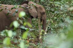 An elephant walks through dense green foliage in Gabon.