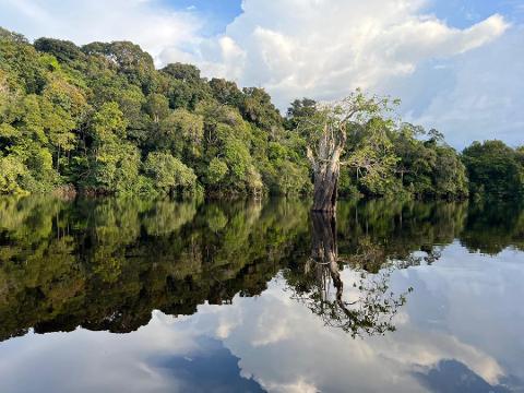 A lone tree stands in the still water of a river, reflecting a lush green forest and cloudy sky.
