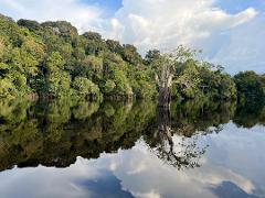 A lone tree stands in the still water of a river, reflecting a lush green forest and cloudy sky.
