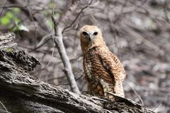 A brown and tan owl with striking black eyes perches on a weathered tree branch amidst a blurred forest background.
