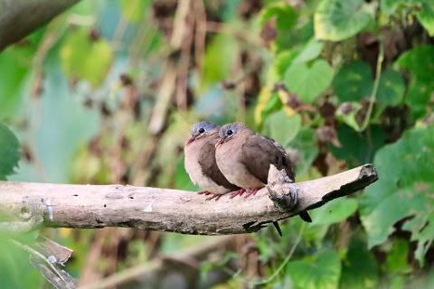 Two small, brown birds with blue-gray heads are perched on a fallen branch amidst lush green foliage.