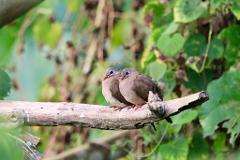Two small, brown birds with blue-gray heads are perched on a fallen branch amidst lush green foliage.