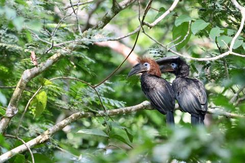 Two dark-colored hornbills with distinctive casque are perched on a tree branch surrounded by lush green foliage.