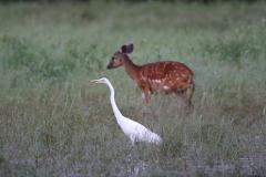 A white heron stands in tall grass while a spotted deer walks in the background.