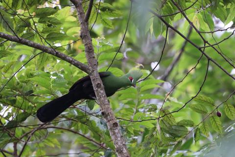 A brightly colored green bird with a red eye and crest perches on a tree branch amidst lush foliage in a rainforest.