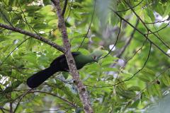 A brightly colored green bird with a red eye and crest perches on a tree branch amidst lush foliage in a rainforest.