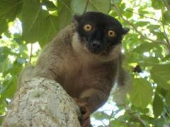 A lemur with a black face and brown fur sits on a tree branch, staring directly at the camera with wide, curious eyes.