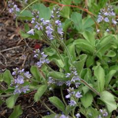 The image shows a close-up of a flowering plant with small, light purple flowers on a slender stem, surrounded by green, textured leaves.