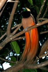 A bird of paradise with orange tail feathers perches on a branch against a leafy background.