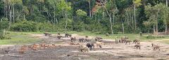 A wide shot of a forest clearing filled with a large herd of elephants and sitatunga deer in a Central African forest.