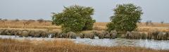 A large herd of elephants drinks from a watering hole on an African plain, framed by trees and dry vegetation.