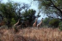 A group of giraffes stands amidst tall, dry grass and trees in a natural setting, possibly an African savanna, with a clear sky visible in the background.
