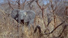 An elephant stands in tall grass and trees.