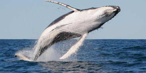 Whale Watching Day Tour  - Bocagrande 