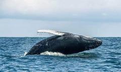Whale Watching Day Tour - Bocagrande A majestic humpback whale breaches the ocean surface, its flipper raised, against a backdrop of a cloudy sky and deep blue sea.