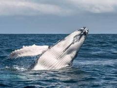 Whale Watching Day Tour - Bocagrande A humpback whale breaches the ocean surface, displaying its textured white and grey skin and right pectoral fin against a backdrop of sea and cloudy sky.
