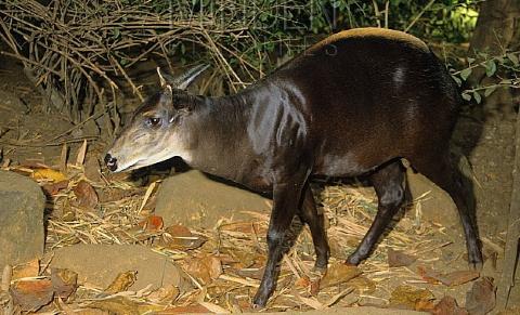 A dark-colored muntjac deer with small horns stands on the forest floor amidst fallen leaves and rocks.