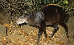 A dark-colored muntjac deer with small horns stands on the forest floor amidst fallen leaves and rocks.