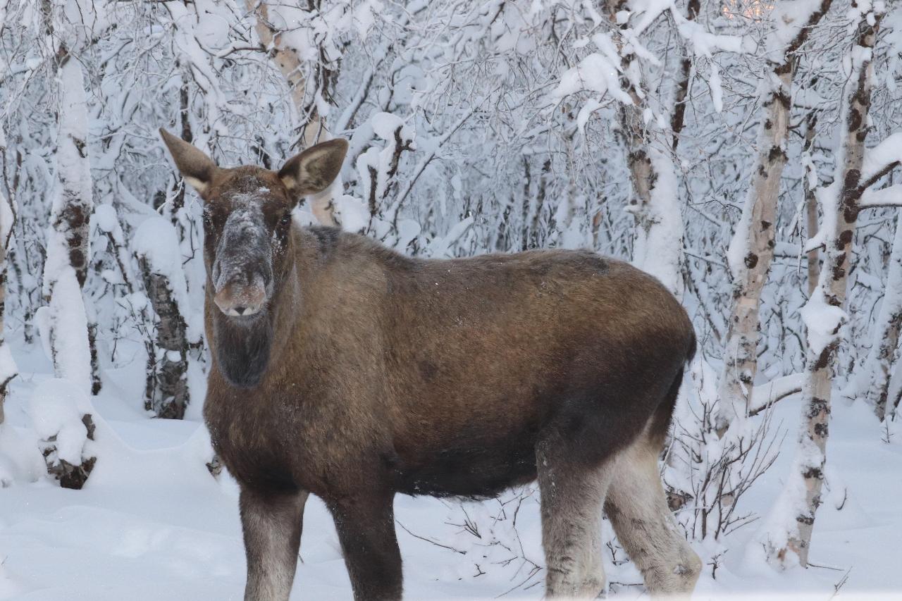 Moose Safari