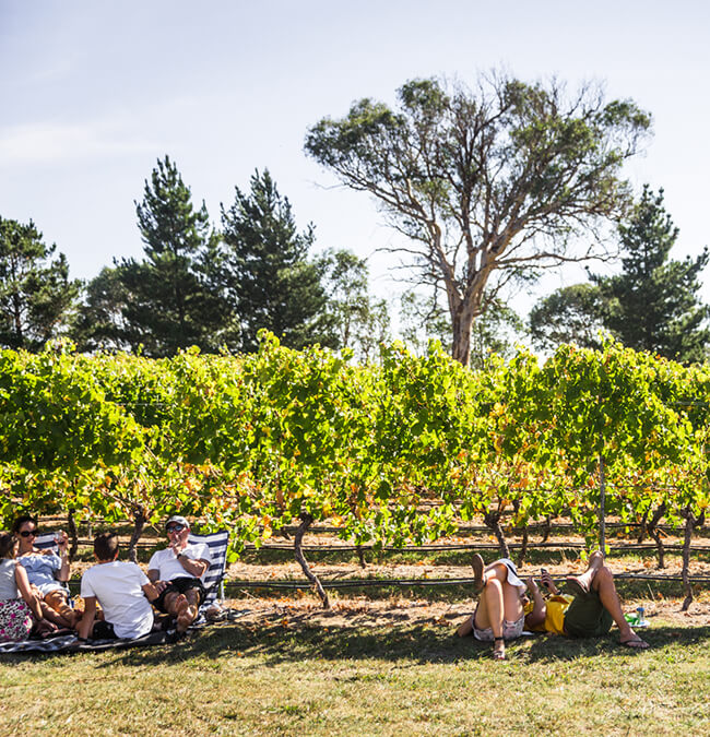 Four Winds Vineyard