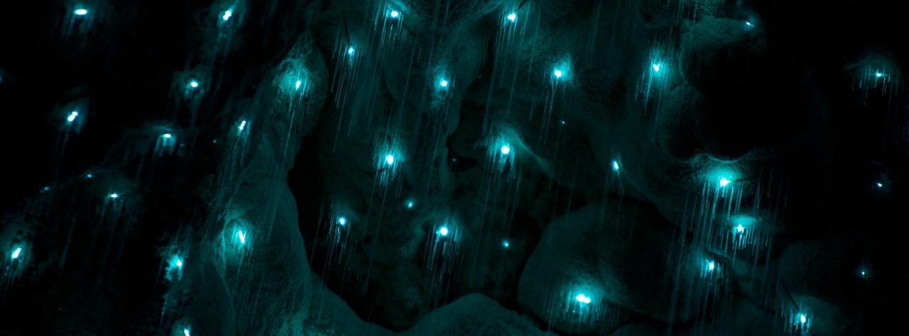 Kawiti Glow Worm Caves, Hundertwasser Exhibition Centre & Opua Forest Walk Tour