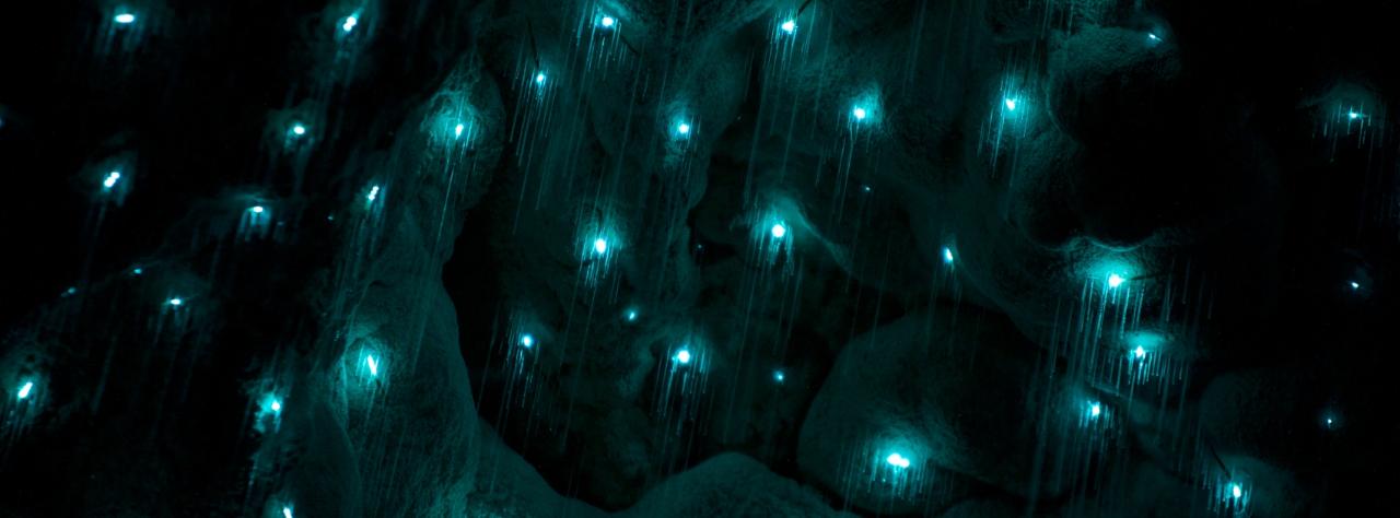 Kawiti Glow Worm Caves