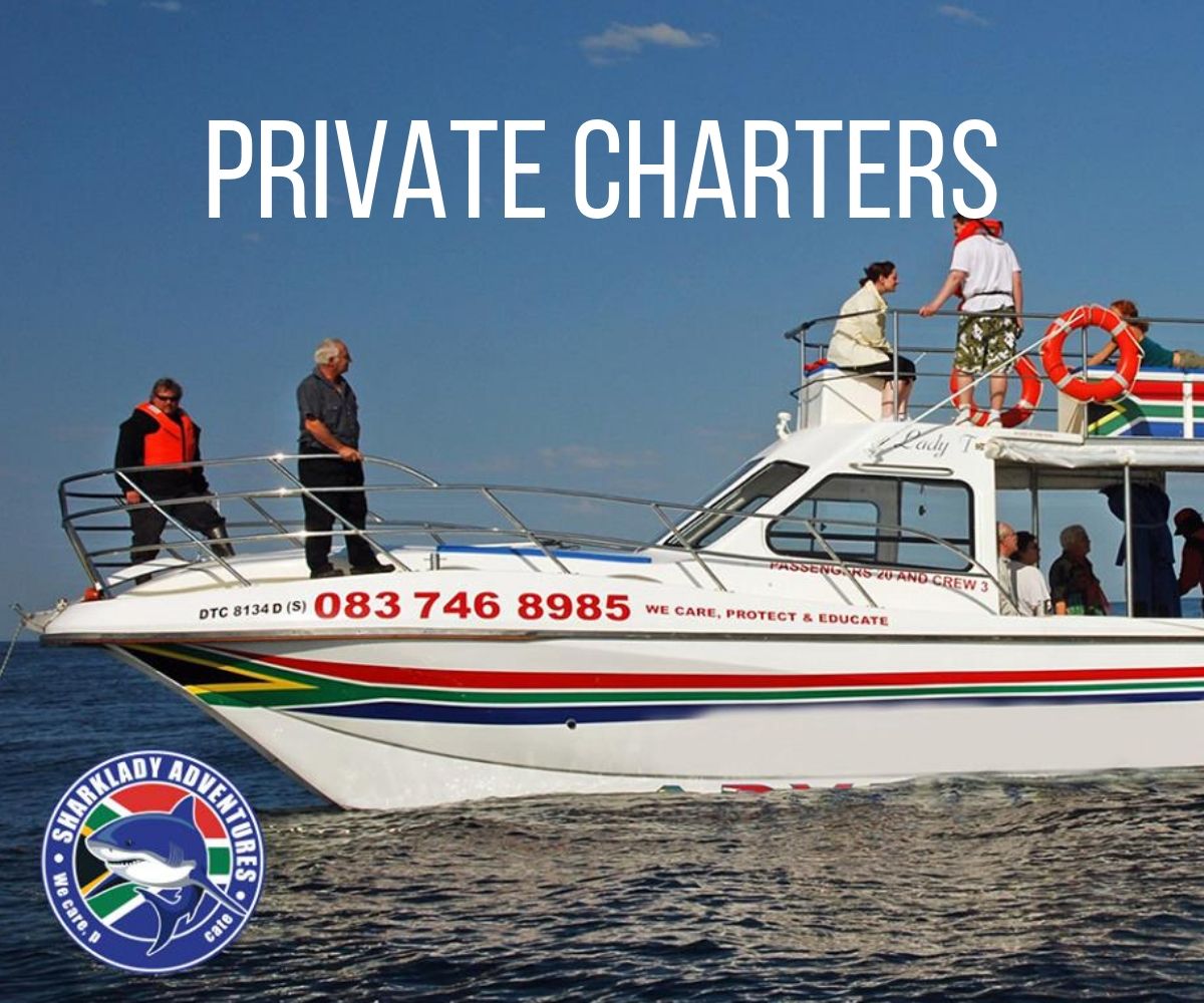 Private charter - shark cage diving