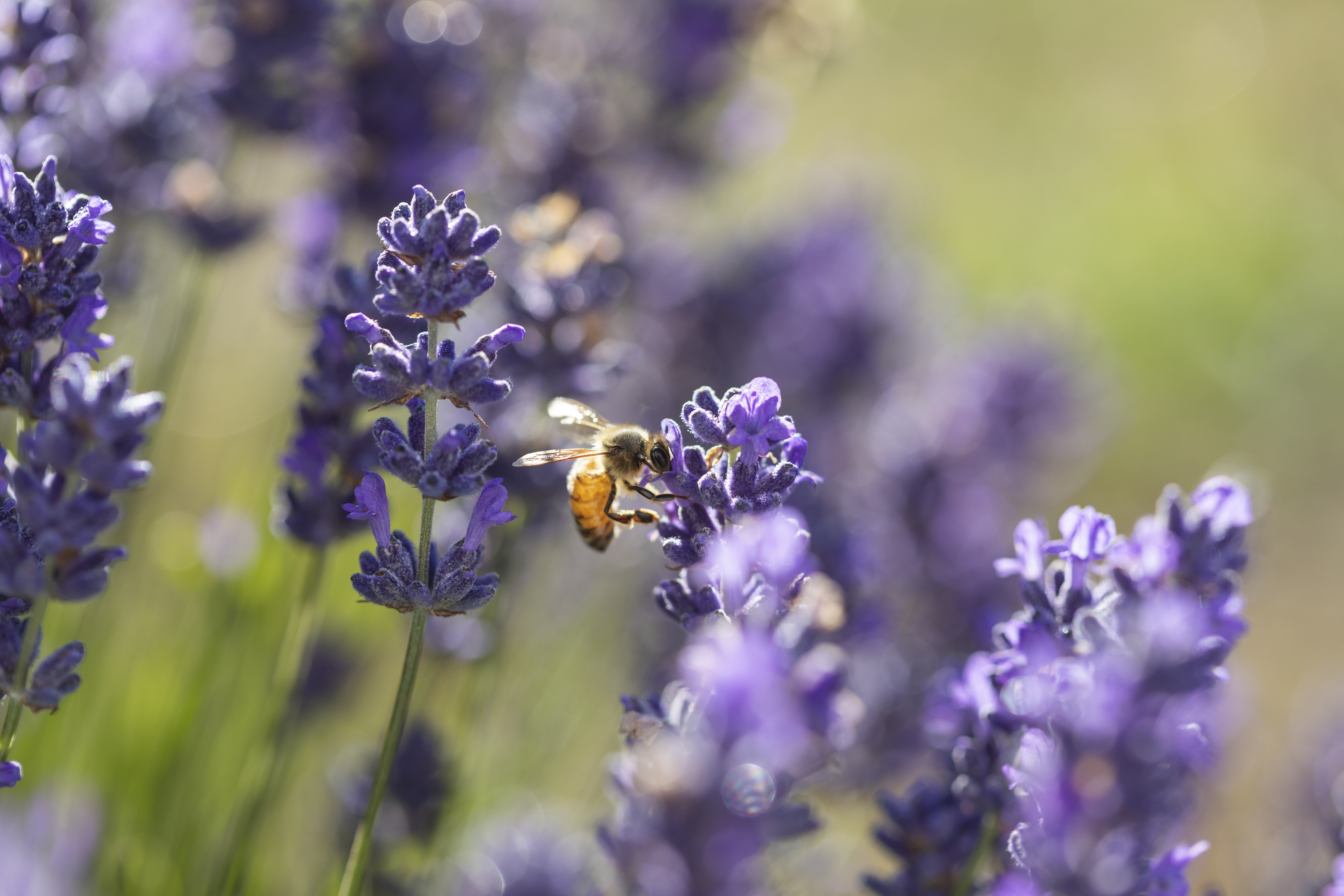 Jurlique Farm Tour + Hills Gourmet Picnic
