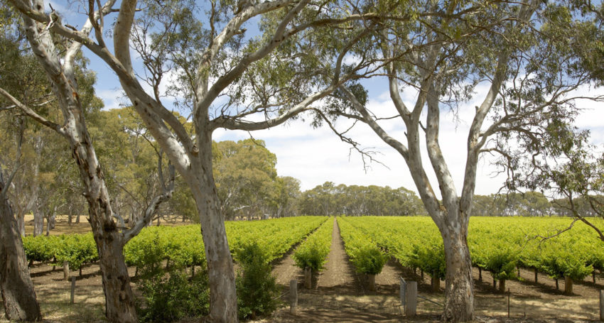 Langhorne Creek 'Grapes for Good'
