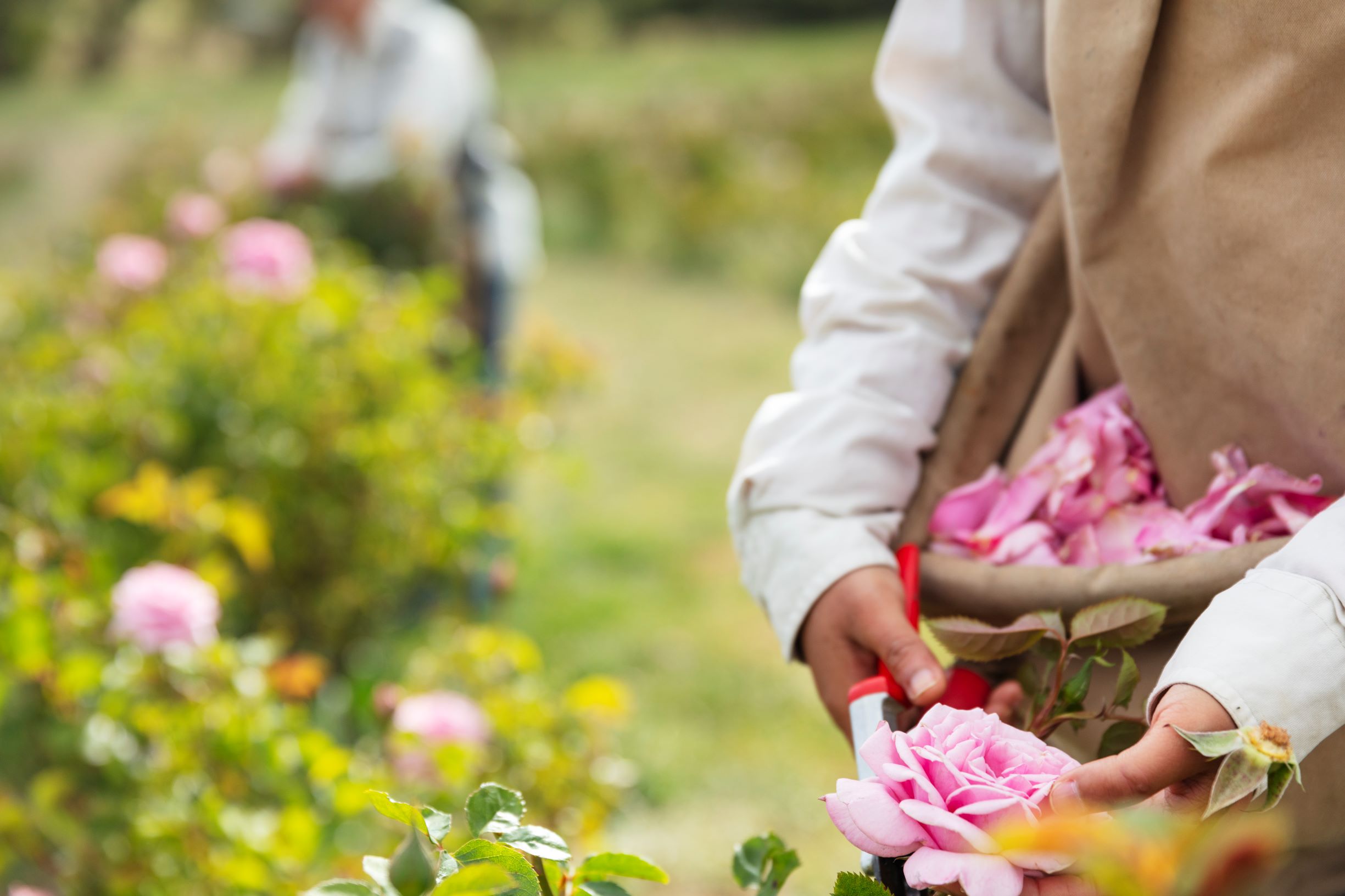 Jurlique VIP Tour & Spa