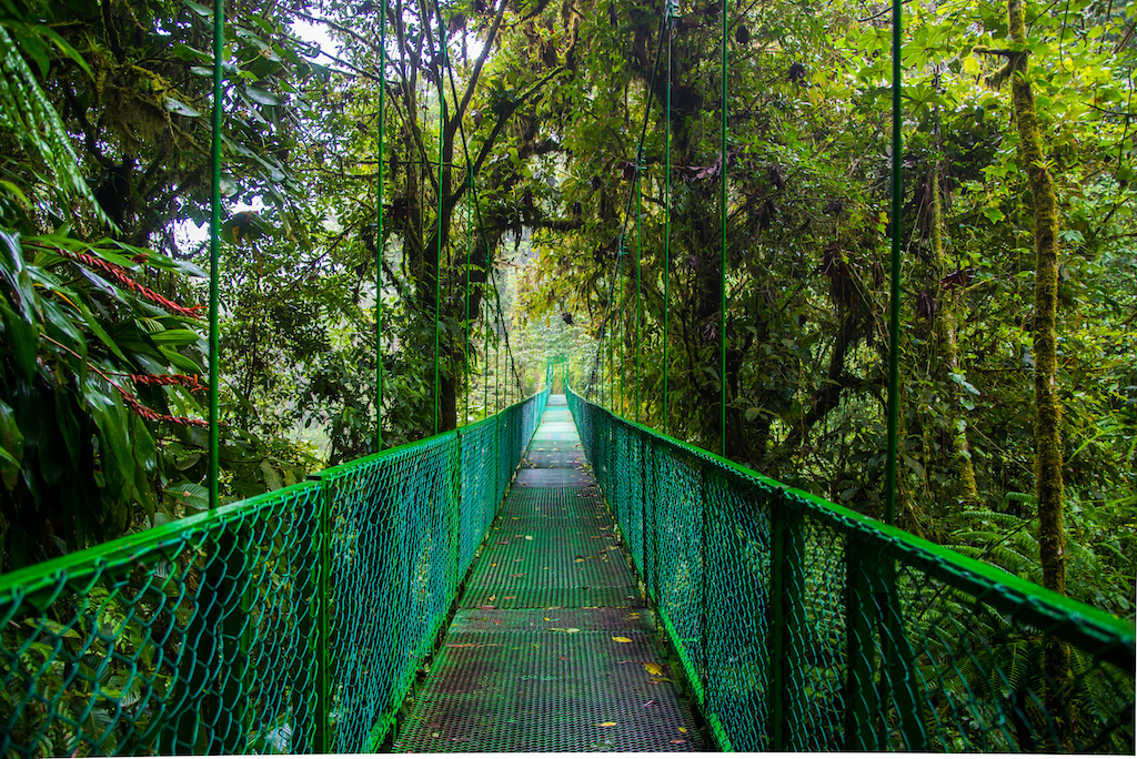 MONTEVERDE CLOUD FOREST DAY TOUR