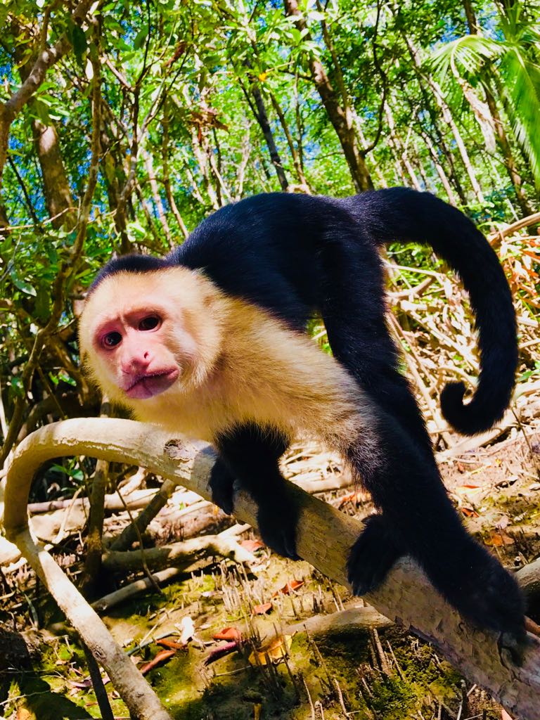 monkey mangrove tour tours