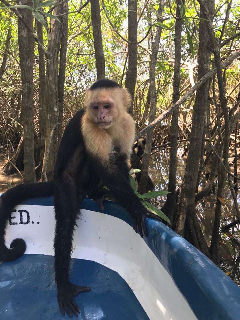 monkey tour usa