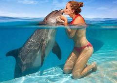 Dolphin Cove - Meet & Greet Montego Bay