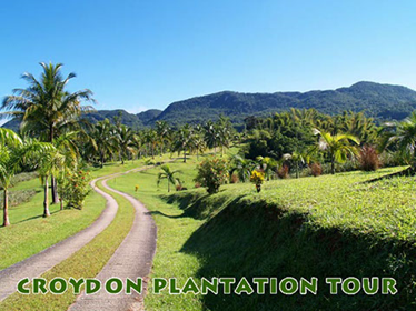 Croydon Plantation