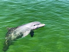 2 hr Shared Charter Dolphin & Snorkeling Tour 