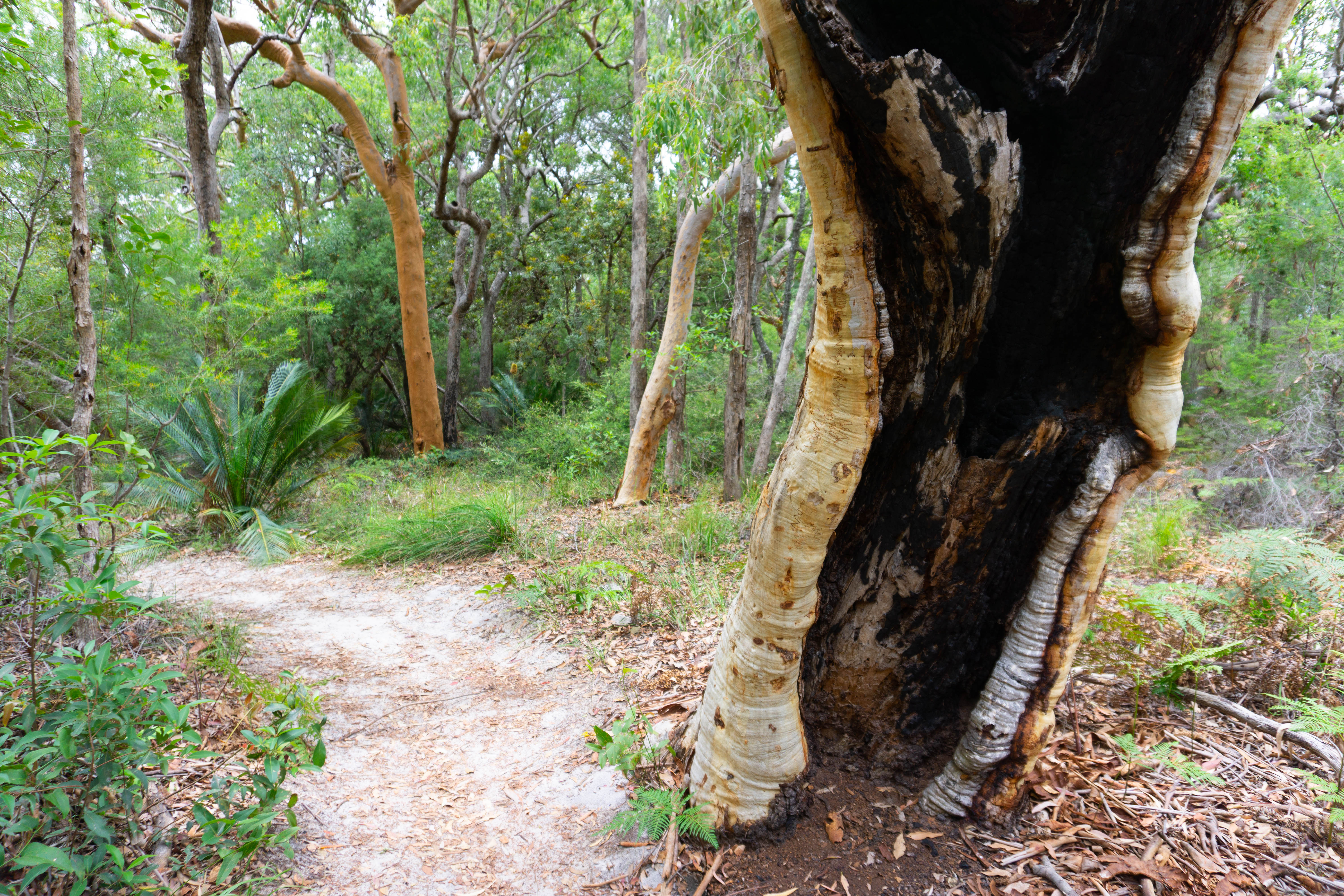 Adventure Hike: Valley of the Giants - 4 Days