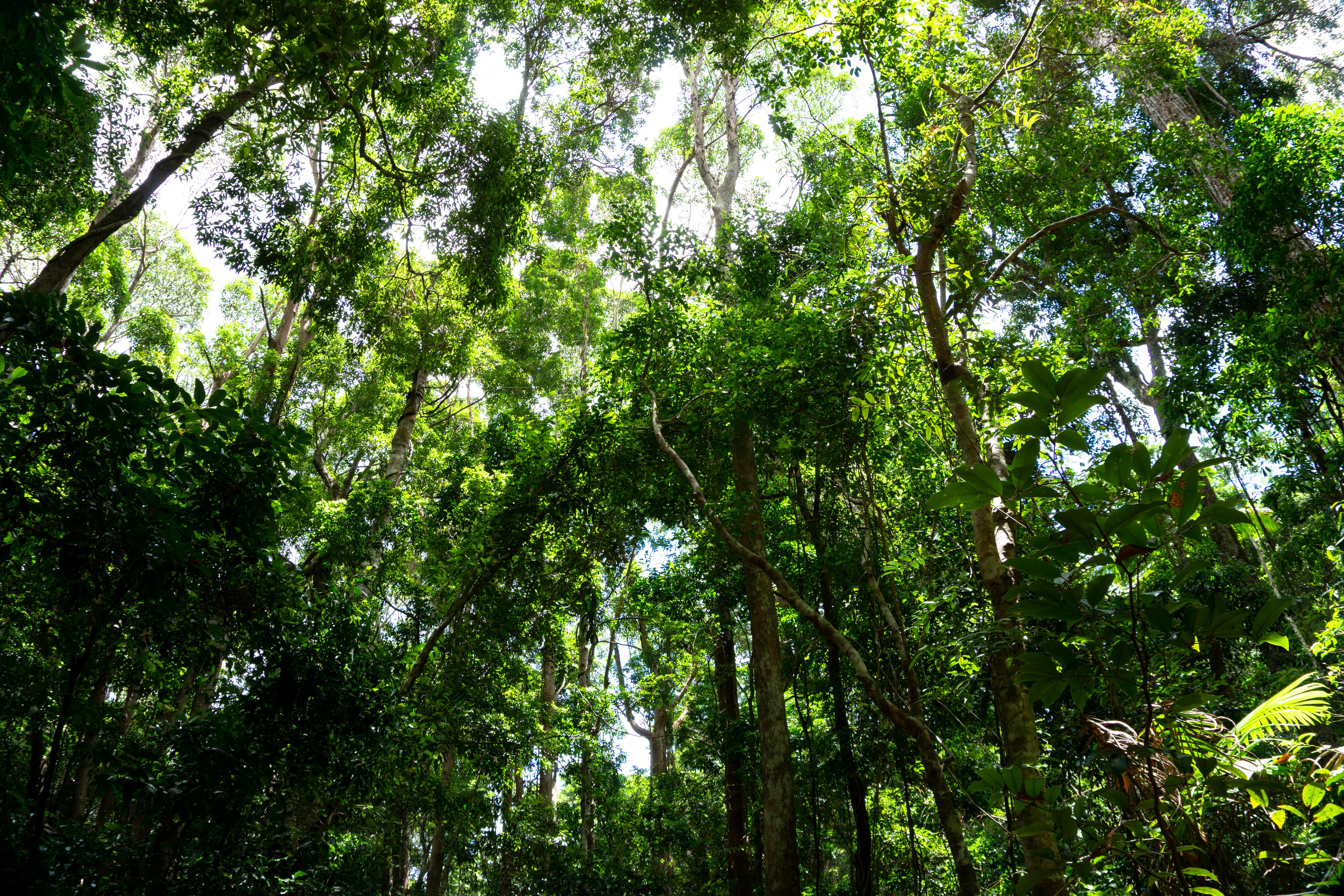 Adventure Hike: Valley of the Giants - 4 Days