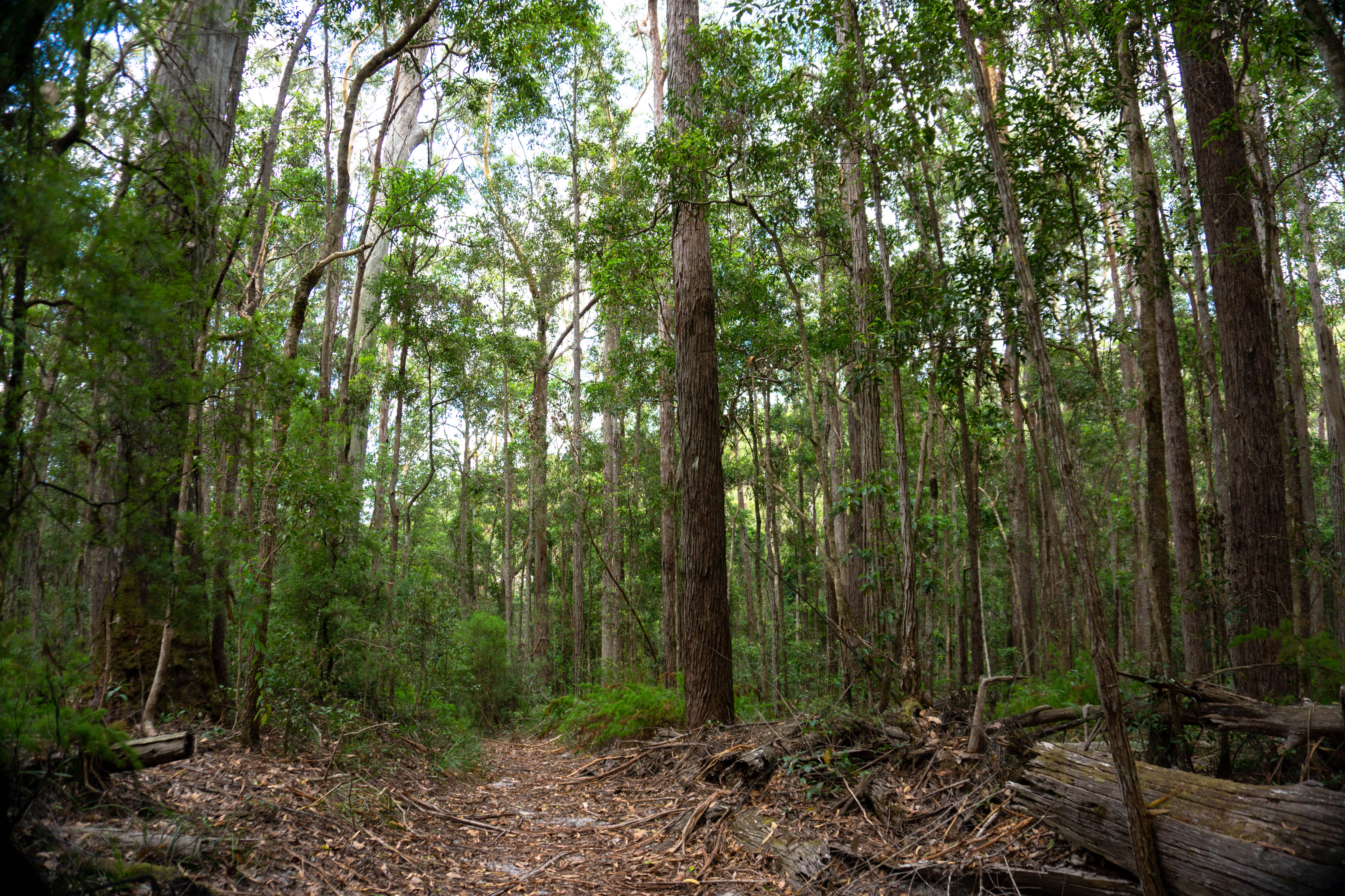 Adventure Hike: Lake McKenzie - 2 Days