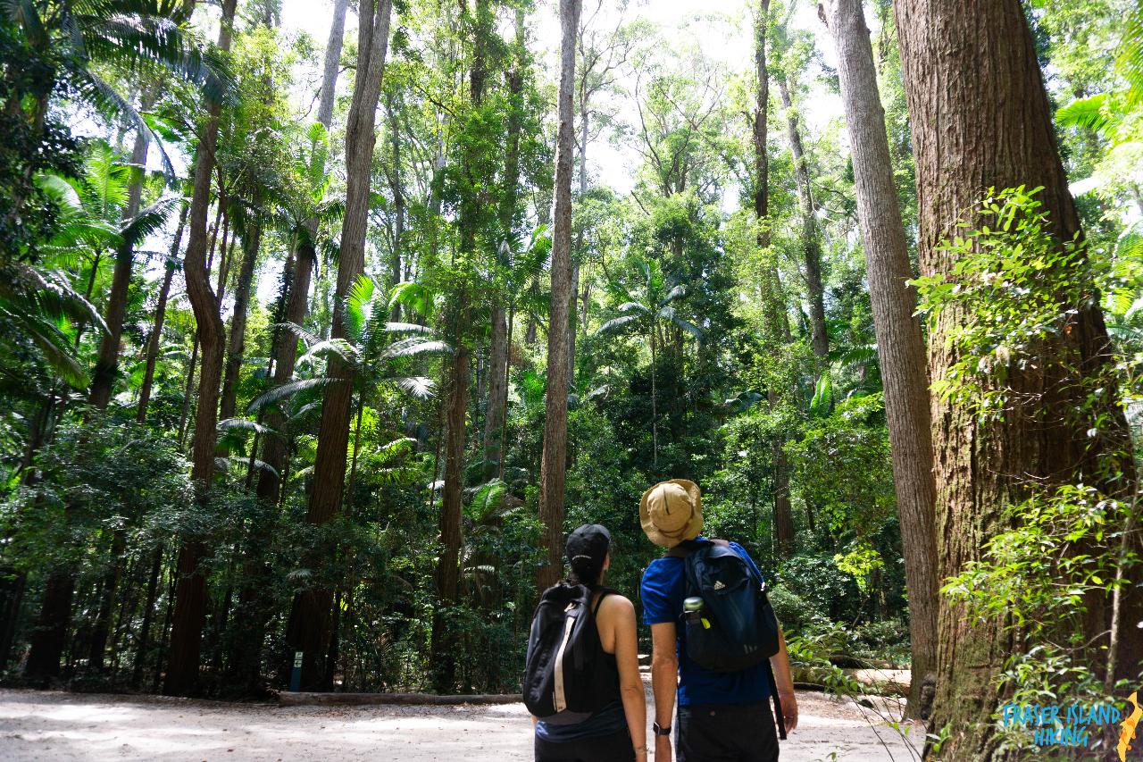 Pack-free Accommodated: Best of the Great Walk - 3D/3N