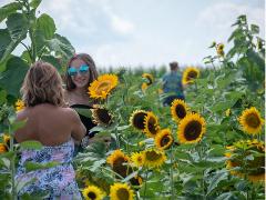 Aug 19-20, 26-27. Sunflower Days General Admission (SAVE $5 vs gate price)