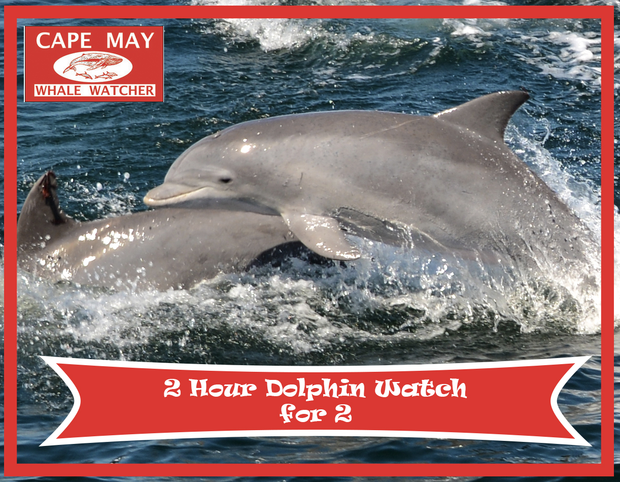 2 Hour Dolphin Watch for Two