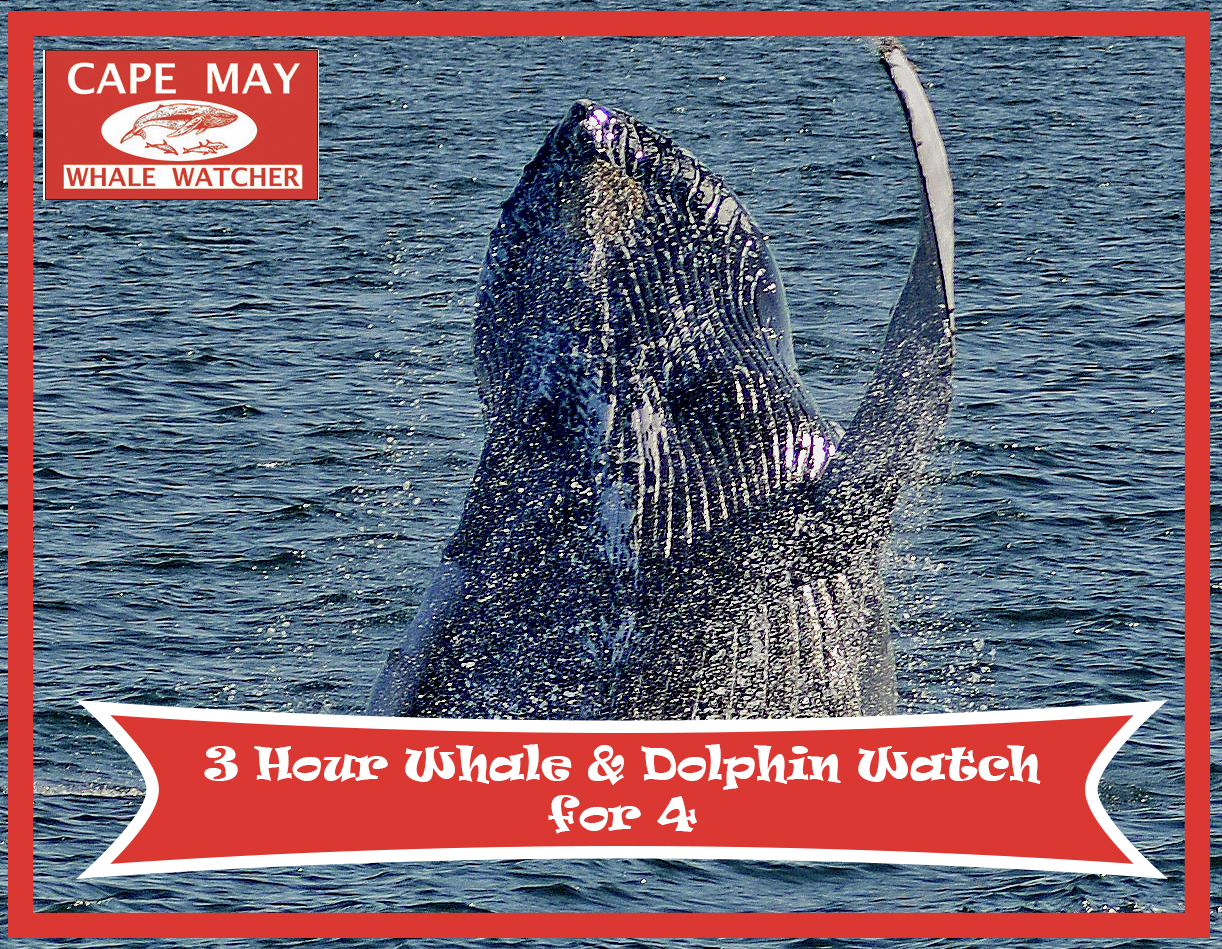 3 Hour Whale and Dolphin Watch for Four