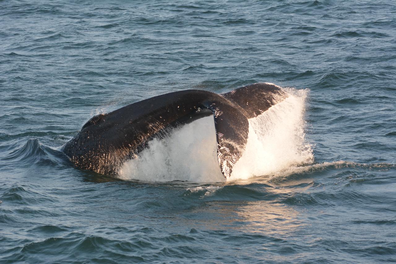 12 Hour Pelagic Birding and Marine Mammal Watch