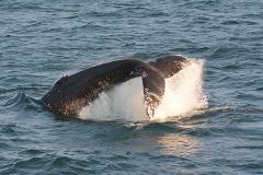 12 Hour Pelagic Marine Mammal and Bird Watch