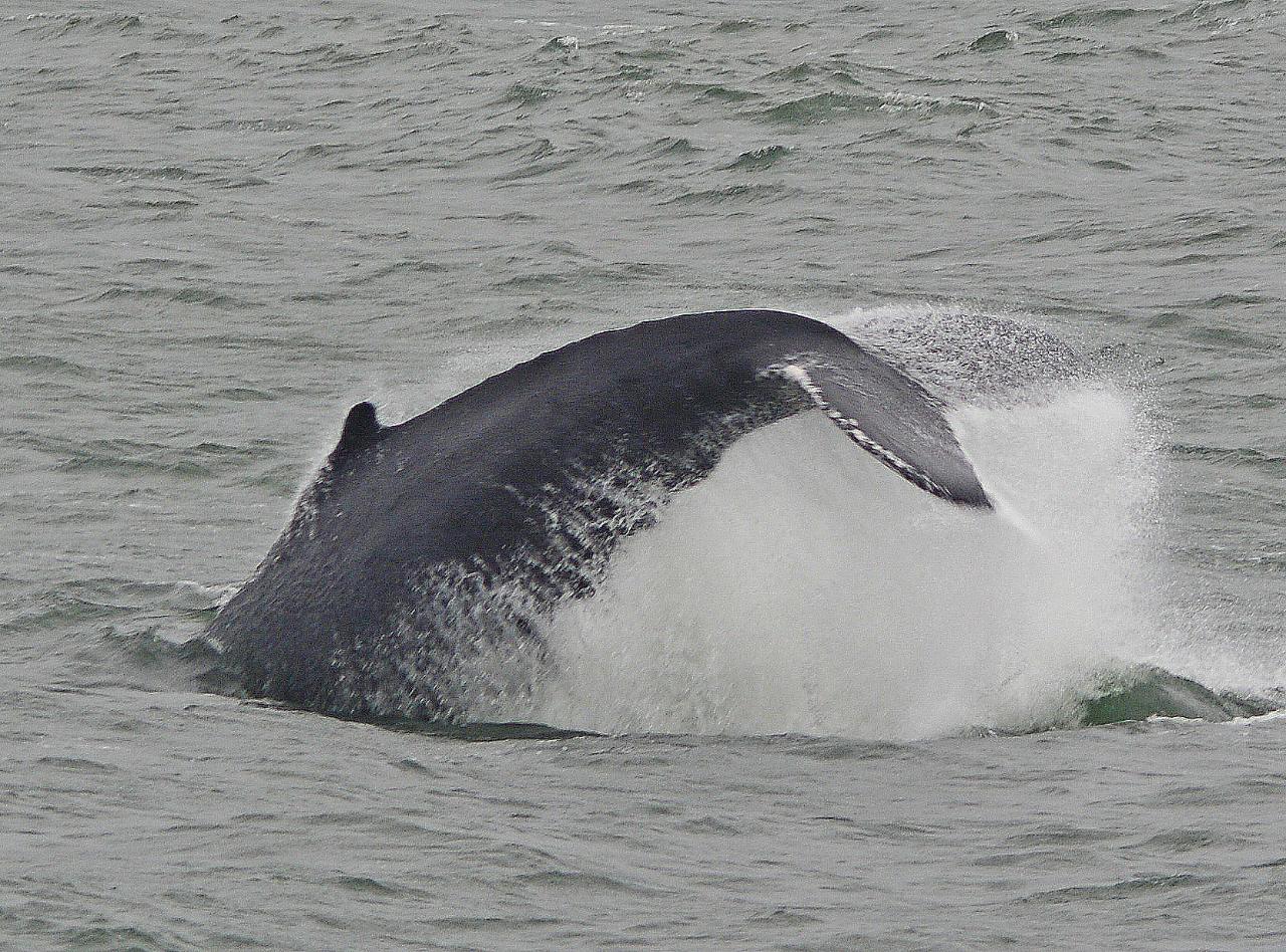 Weekend Special Whales Dolphins Birds