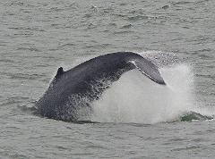 Weekend Special Whales Dolphins Birds